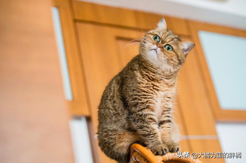 加菲猫在没人的时候乱撒娇,是什么让你选择了宠物