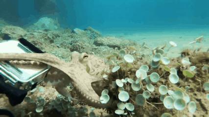 潜水员拍到章鱼视频,潜水员与巨型八爪鱼
