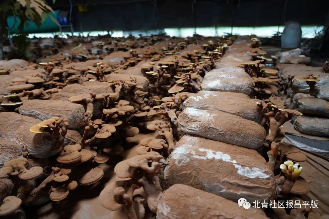 这里的灵芝“朵朵”开，不仅有颜更有料