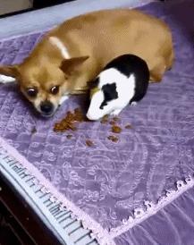 关于老鼠的搞笑图,虐待老鼠的搞笑gif