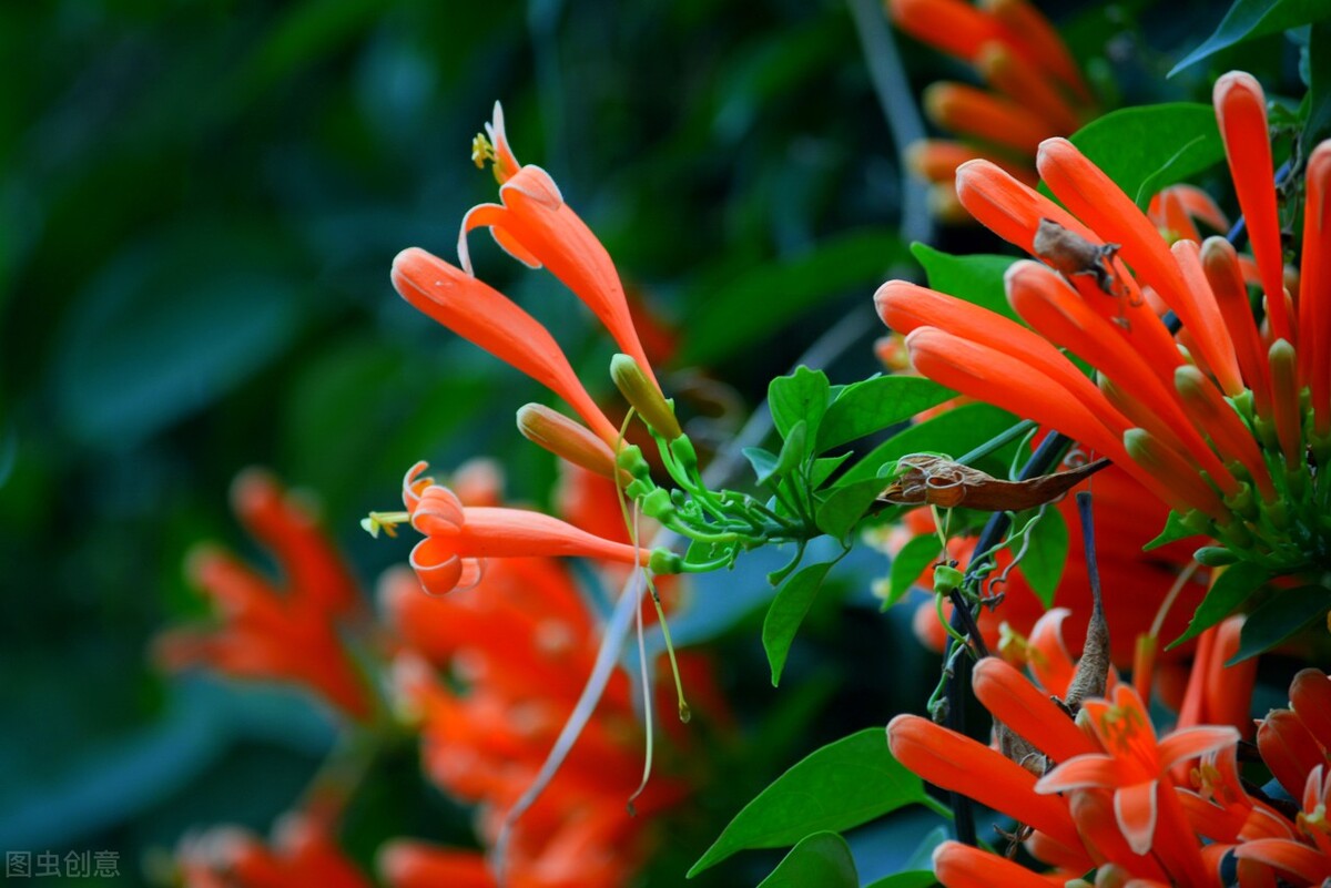 100种常见园林图鉴,列举20类不同的园林花卉