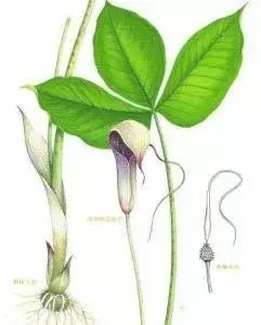 玉米和杂草对比图,玉米地里的草和玉米一样高怎么办