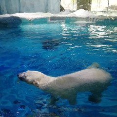 珠海长隆三日游攻略及住宿,珠海长隆游玩攻略3天2晚住宿套票