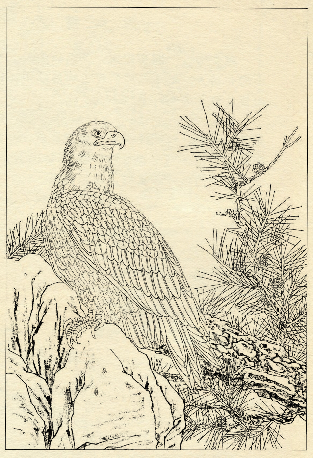 鹰的工笔底稿白描大图,白描鹰的画法图片