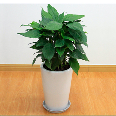 青叶万年青发黄烂根如何处理,青叶中华万年青移栽要注意事项