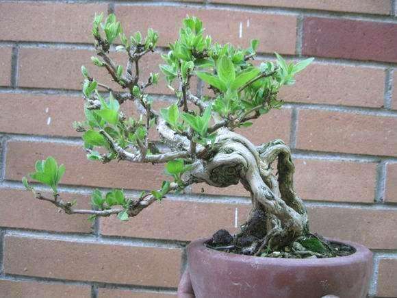 养金银花盆底要有洞吗,养金银花用多大盆