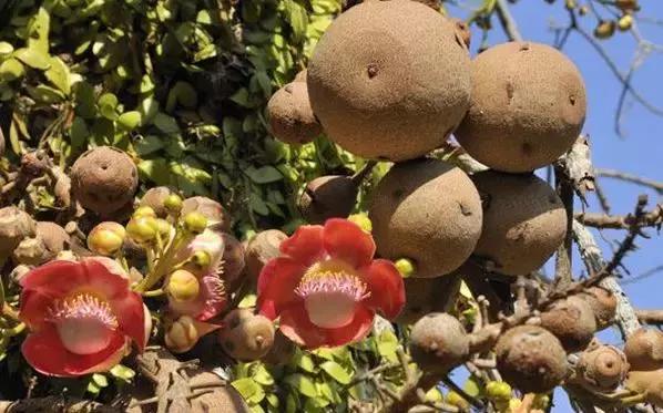 Science•活物誌丨纳尼？这世上还真有炮弹树？！所以能吃吗？