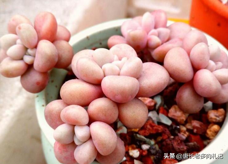 多肉艾伦长侧芽需要砍头吗,多肉中心长花箭怎么处理