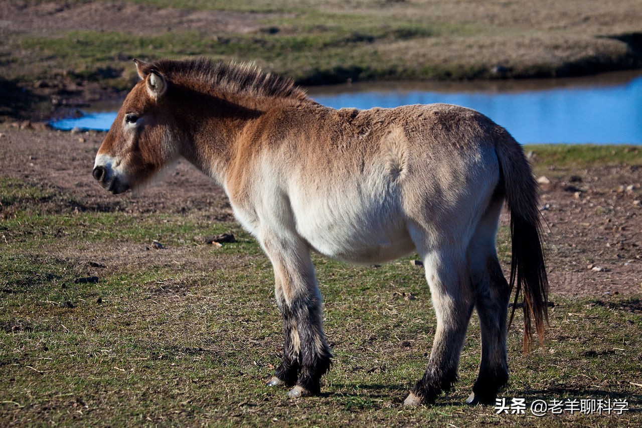 果真这么豪横？我国卖万元一匹，澳大利亚猎杀1万匹野马还嫌不够