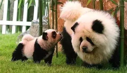 中国本土最古老的犬种之一,最古老的犬种是什么