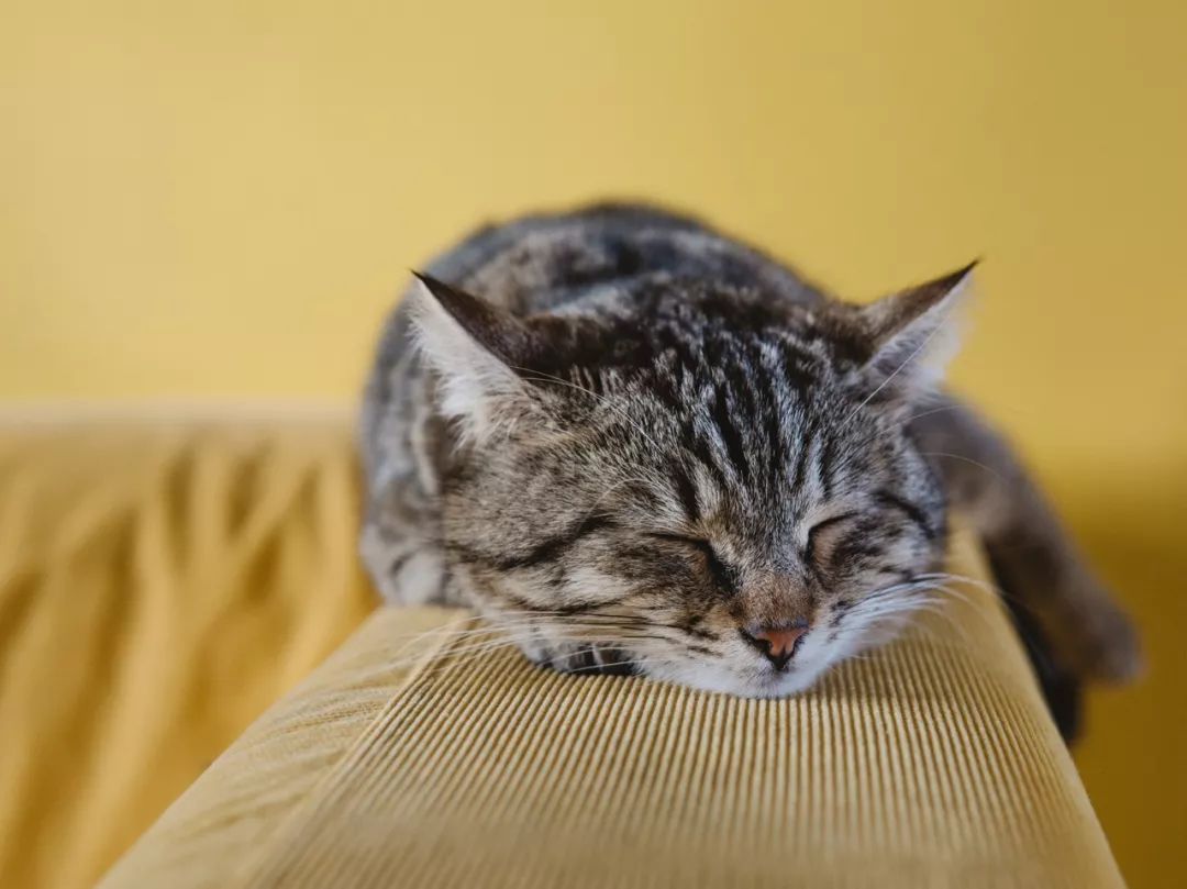 十二星座运势塔罗牌,塔罗占卜日运步骤