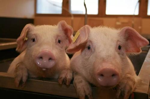 猪呕吐是怎么回事用什么药治疗,猪呕吐是怎么回事啊