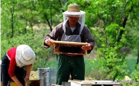 网上买来的蜂蜜咋辨别真假,维也纳酒店蜂蜜如何辨别真假