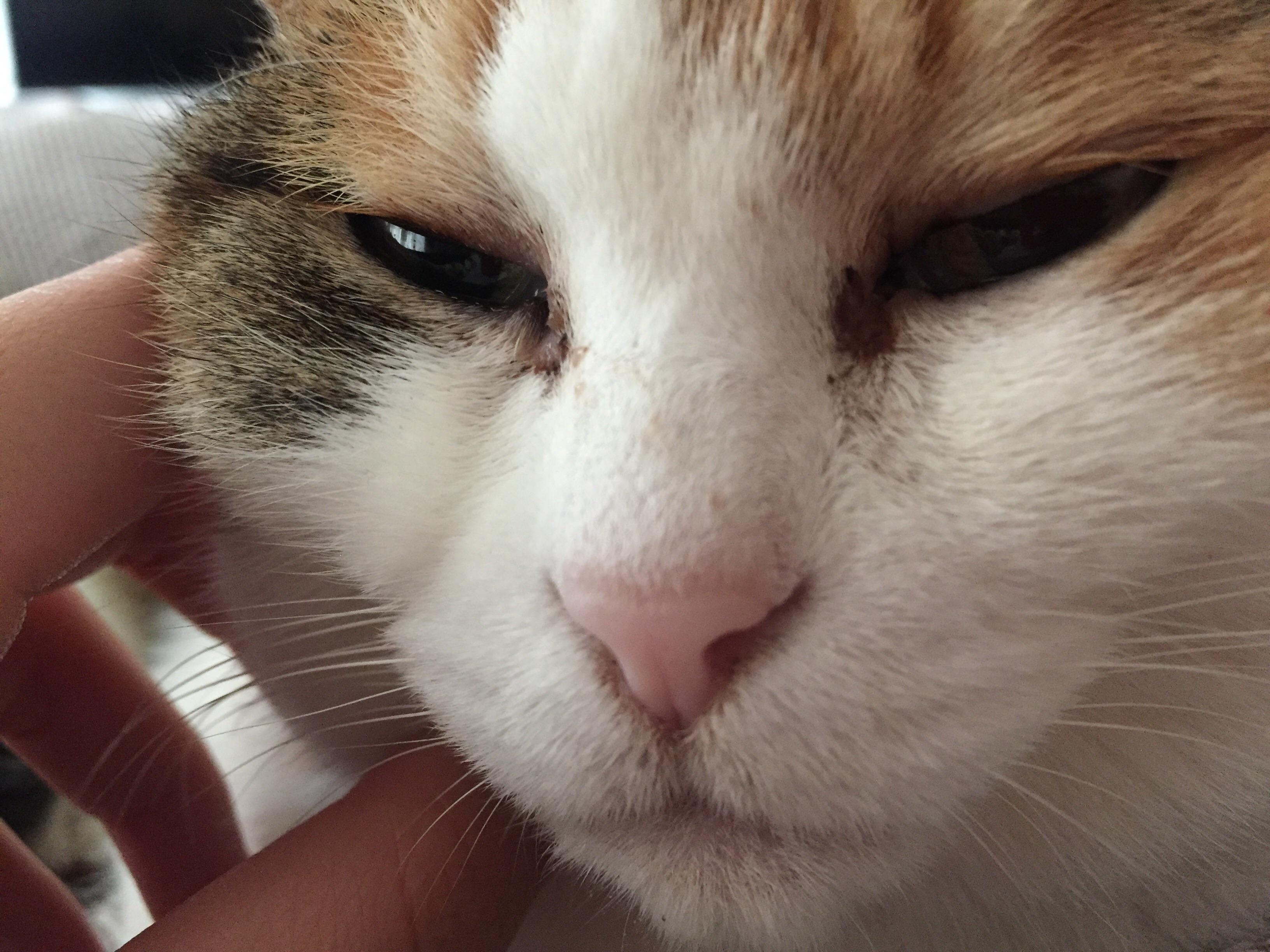 猫咪被打眼睛睁不开有分泌物,猫咪眼睛分泌物多是怎么回事