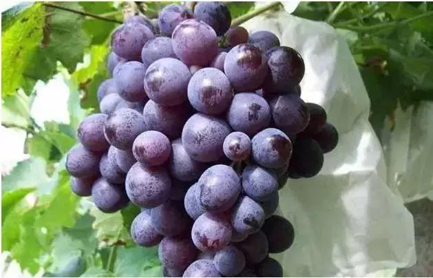 洛阳葡萄采摘最佳地点,最新洛阳附近可以采摘桃子的果园