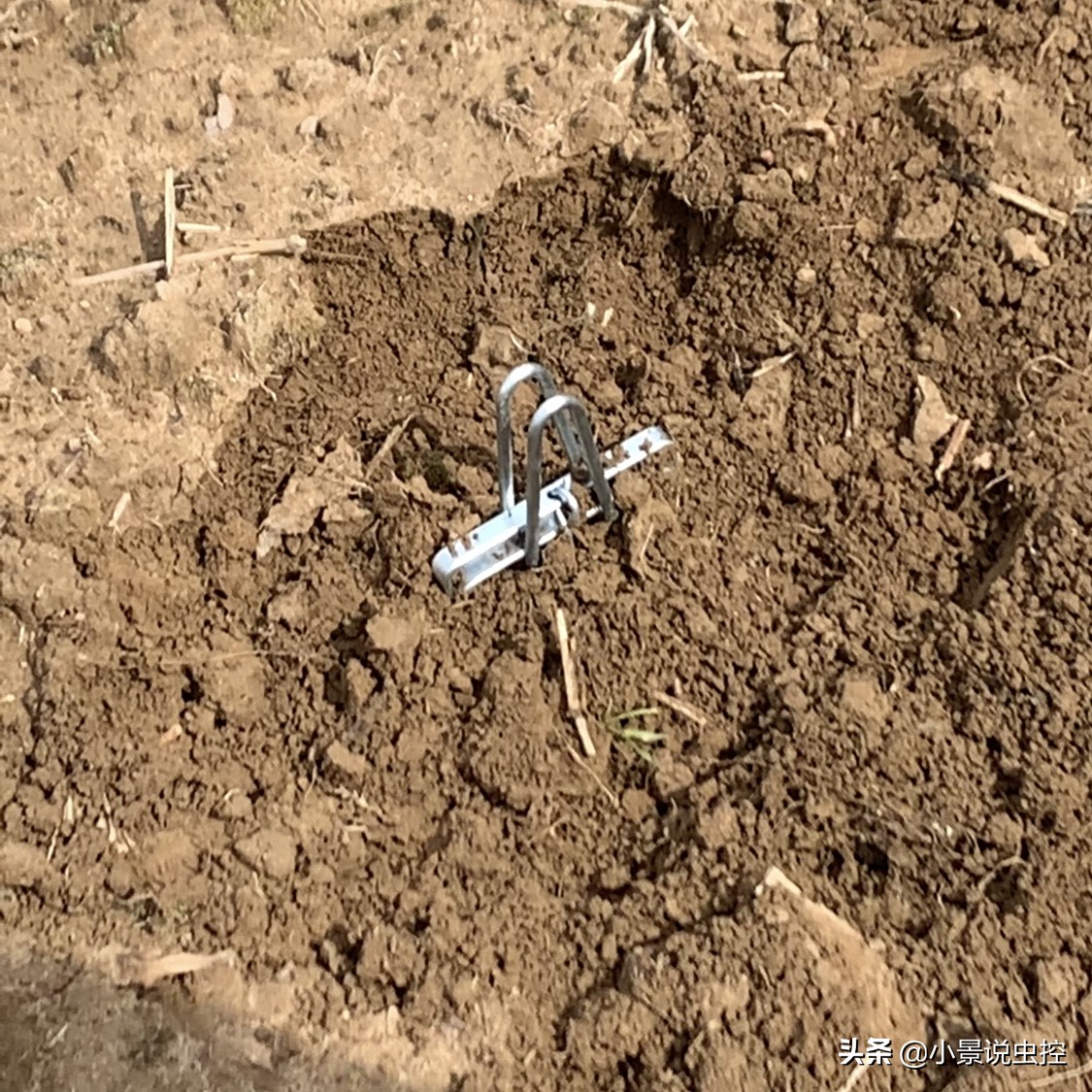 对付鼹鼠最有效的办法,对付鼹鼠的最好方法