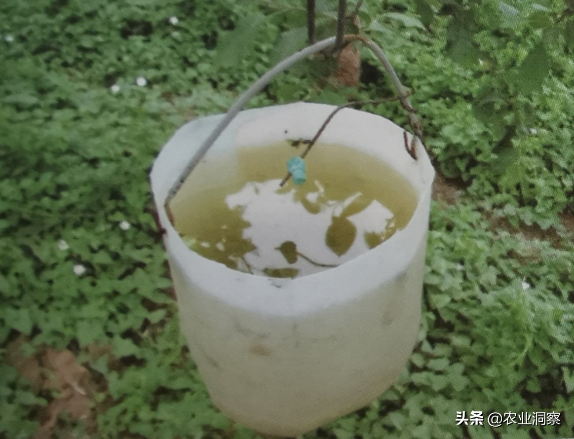 苹果树梨树病虫害管理办法,春季苹果树病虫害防治大全