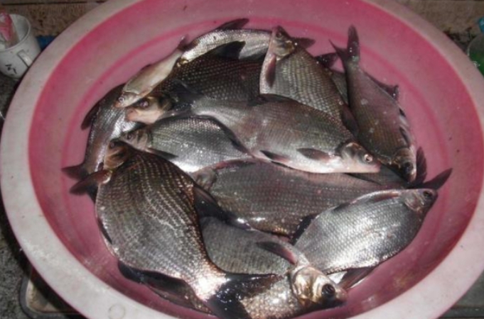 气温零下钓鳊鱼,气温高怎么钓鳊鱼最好吃