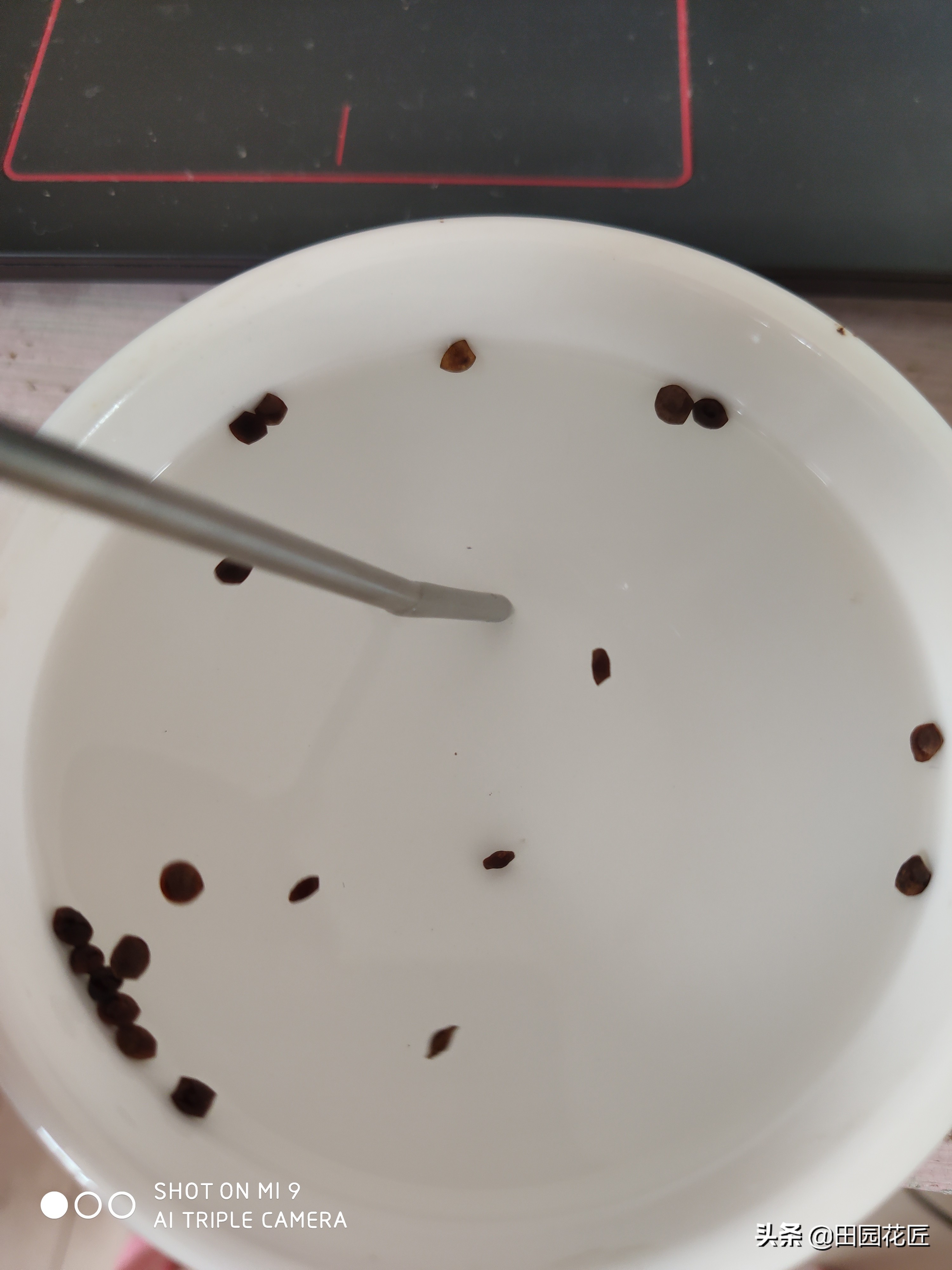 含羞草种子发芽率有多少,哪的含羞草发芽率高