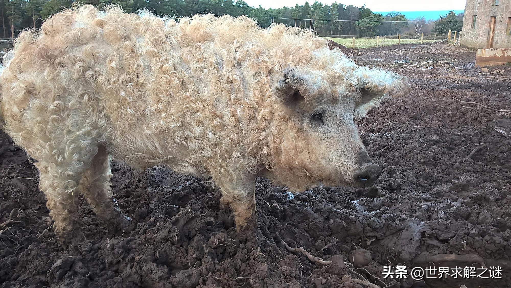 苏联黑猩猩能有后代吗,黑猩猩和红毛猩猩有后代吗