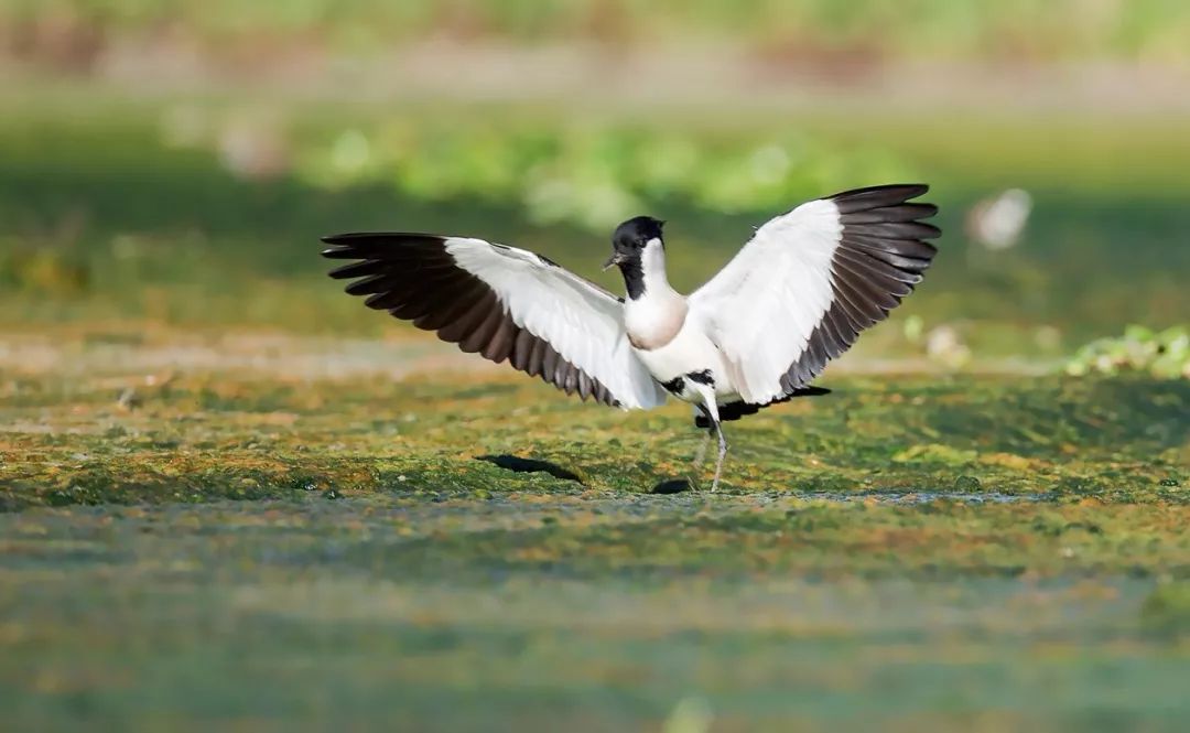 看了这篇，希望大家不再吃野鸟了
