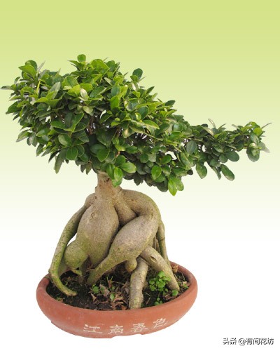 金钱榕树叶子发黄脱落是什么原因,吸水石上的榕树叶子发黄怎么办