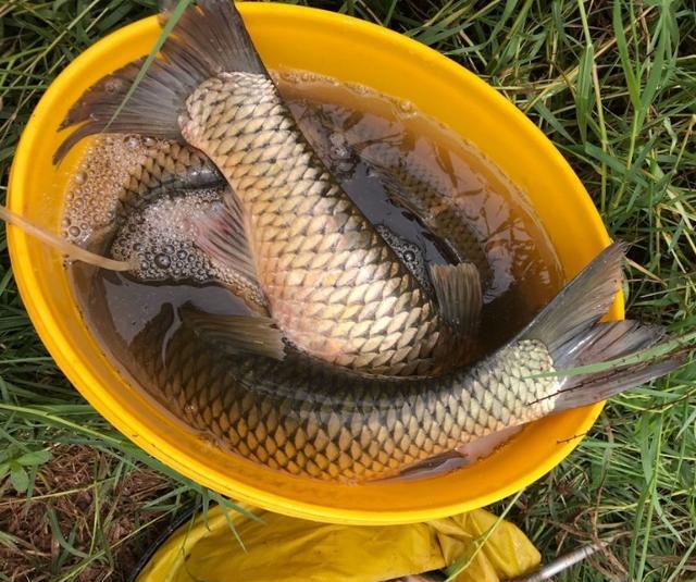 初冬野钓鲫鲤鱼饵料配方,冬季水库野钓钓鱼技巧视频