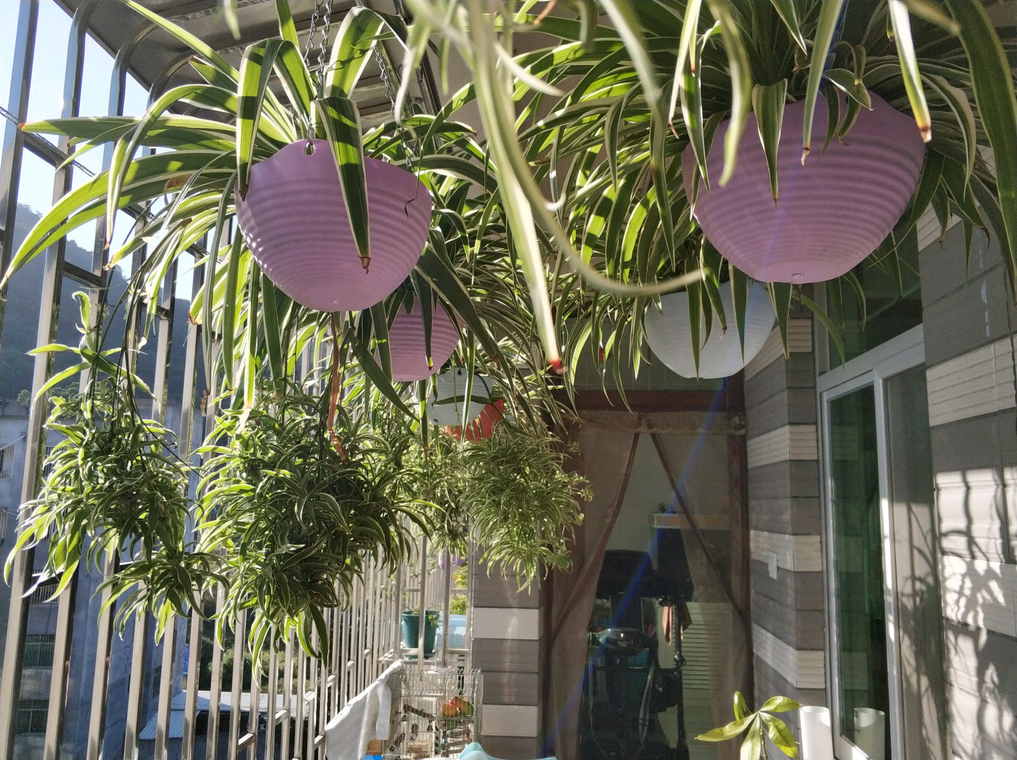 吊兰烂根后怎么办,吊兰烂根了换了土要浇水吗