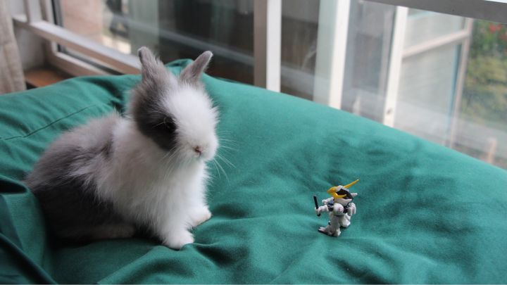 宠物知道主人爱它吗,你的宠物真的爱你吗