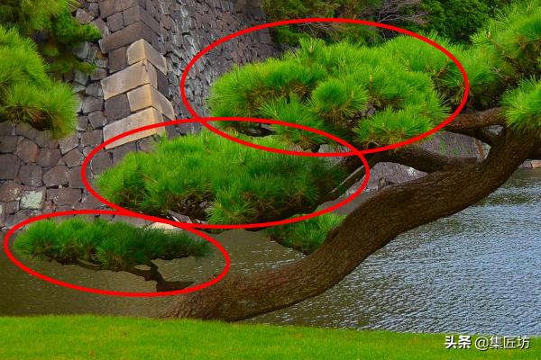 松树盆景换盆去土除根吗,松树盆景怎样修剪和造型