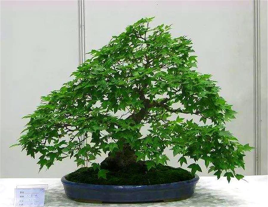 黄杨出现烂根后停止浇水会恢复吗,黄杨盆景如何提根增粗