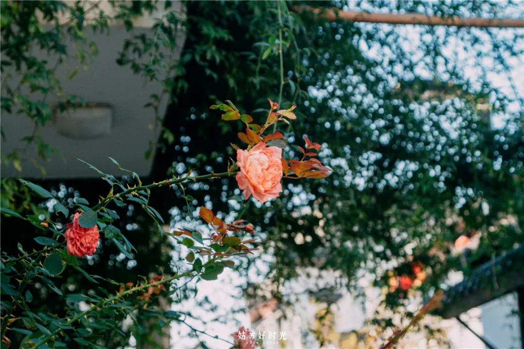 平江县哪条巷子最有名,平江路上哪条巷子最有名