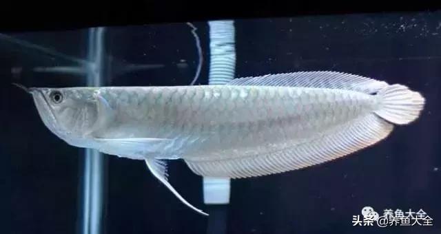 小六角龙鱼怎么养,养龙鱼知识视频