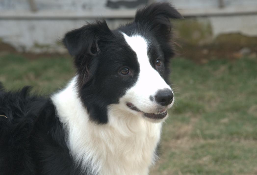 怎么避免边牧遗传病,黑白边牧的遗传病有哪些