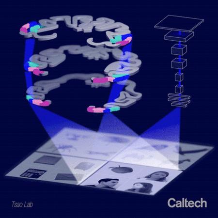 大脑靠什么识别物体,我们的大脑是什么样子