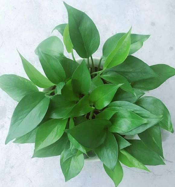 啤酒养花能不能改善土壤,啤酒养花要经过稀释后才能浇花