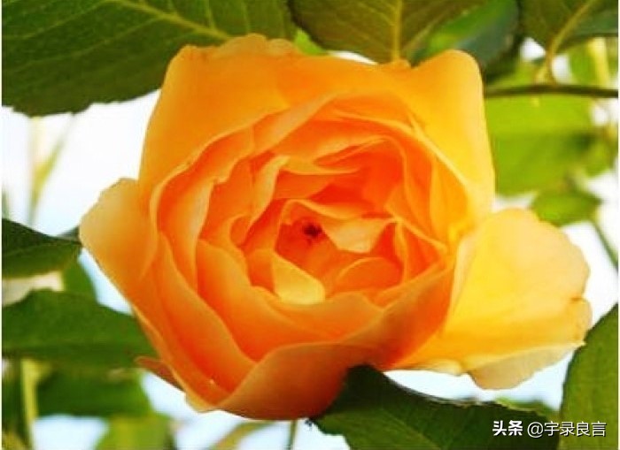 很有深意的句子，有些东西，并不是越浓越好，要恰到好处