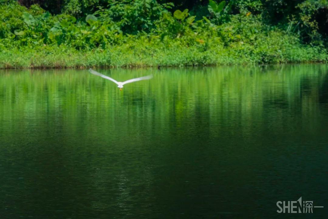 深圳这27个热门游玩地，坐2号线全都能到