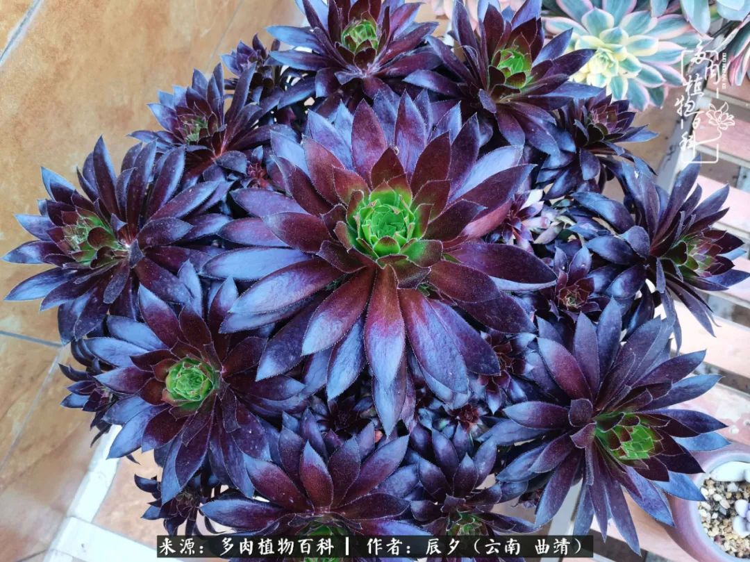 缂辩换鏃栨棊钁宠暏鐢熼,缂辩换鏃栨棊钁宠暏鐢熼鍑哄