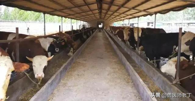 牛羊口蹄疫病,牛羊口蹄疫发病原因及治疗