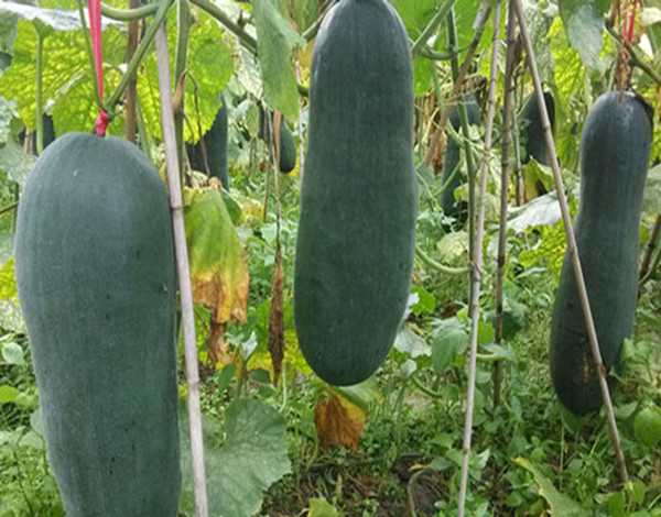 露天栽冬瓜不搭架子怎样能高产,白皮冬瓜种植高产技术视频