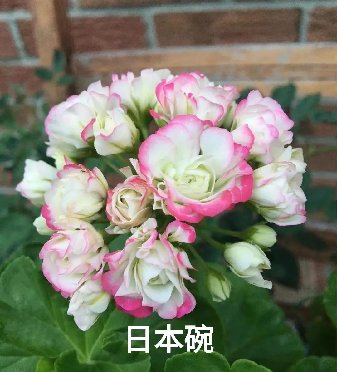 阳台天竺葵容易爆花品种,天竺葵最能开花的品种