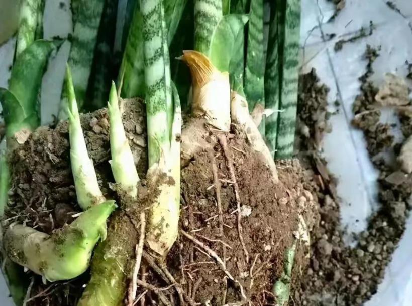 虎皮兰老是发侧芽怎么办,虎皮兰发的侧芽怎么办