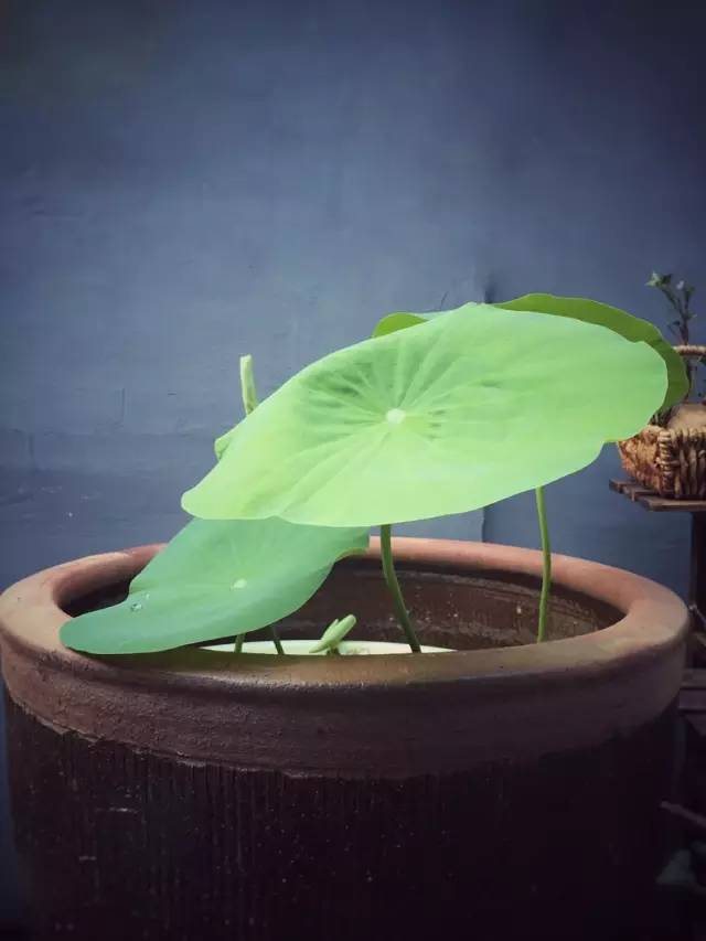 梦想改造家小户型,农村庭院改造效果图大全