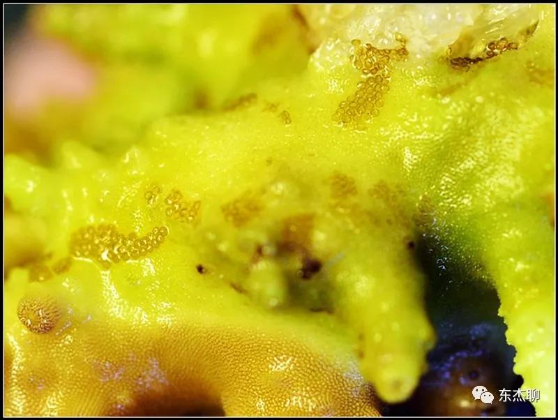 珊瑚鱼缸扁虫怎么处理,珊瑚扁虫怎么繁殖