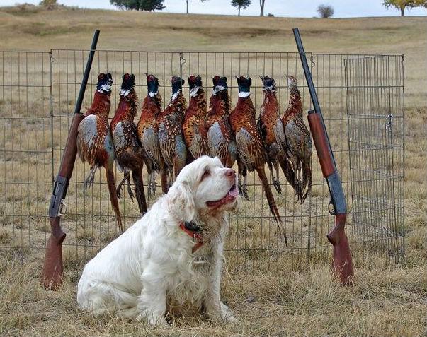 全世界100种名贵狗,世界上46多种名狗图文说明