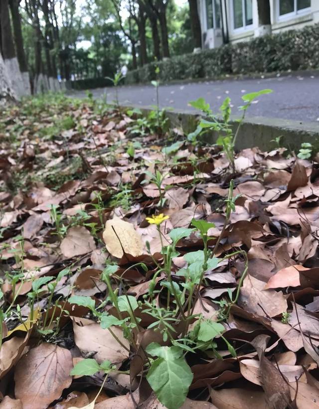 农村的各种野菜有营养吗,田间野菜好吃