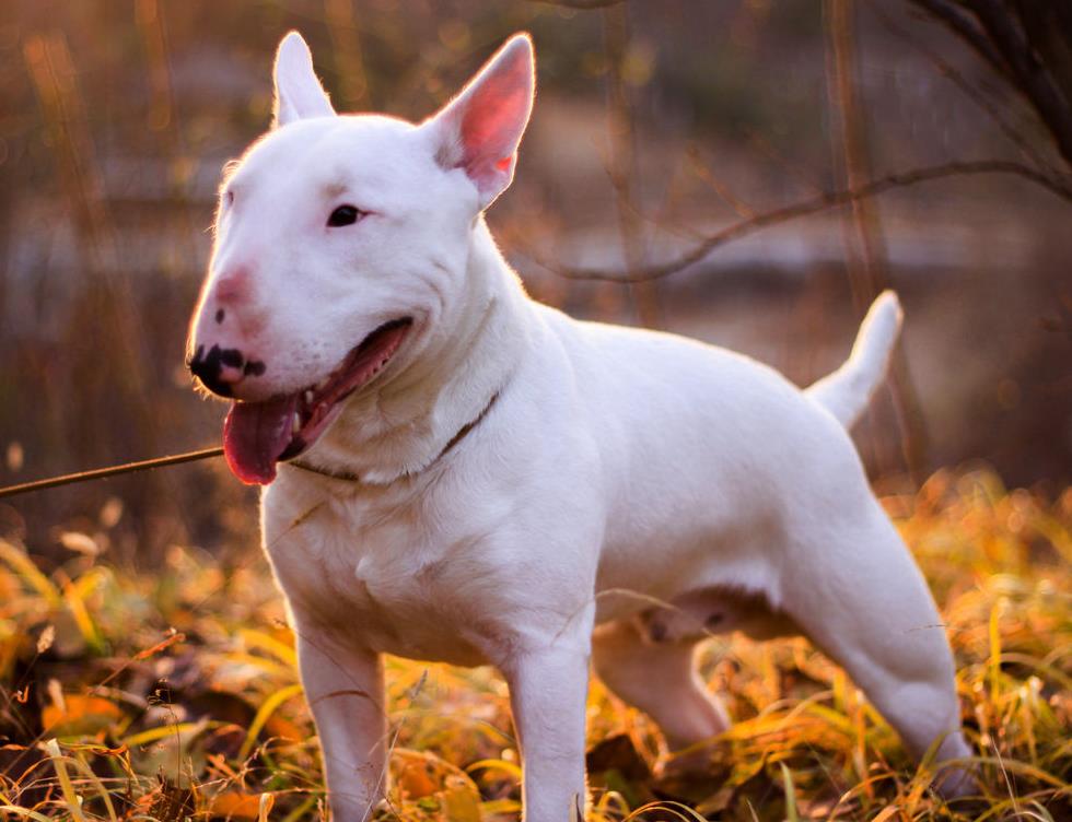 牛头梗好养吗容易病吗,牛头梗好养吗有没有体味