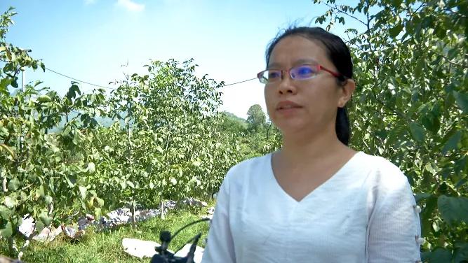 邯郸白露,涉县白露打核桃视频