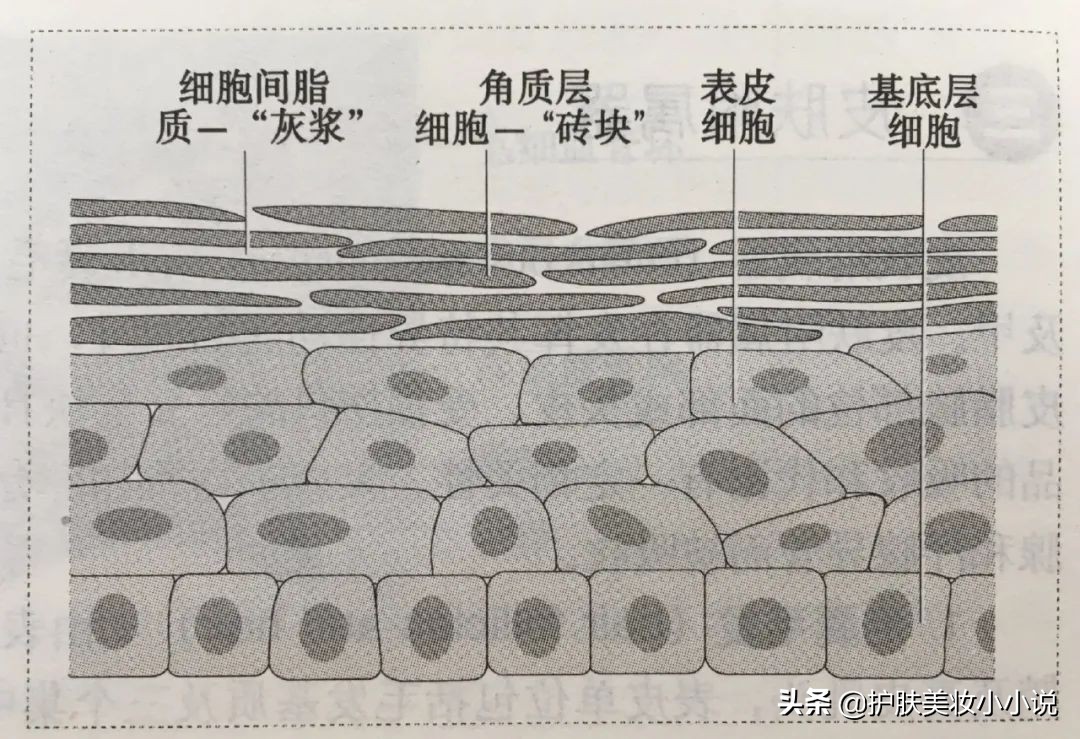 玉泽和薇诺娜修复乳哪个好用,薇诺娜修复敏感肌哪款好